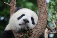 三只吃瓜大熊猫视频,三只萌态可掬的大熊猫共度欢乐时光