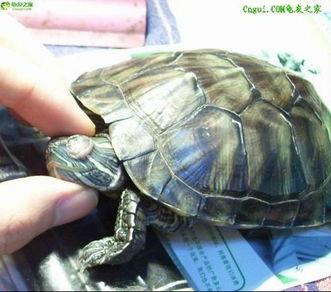 巴西龟吃哈密瓜视频大全,趣味视频大盘点