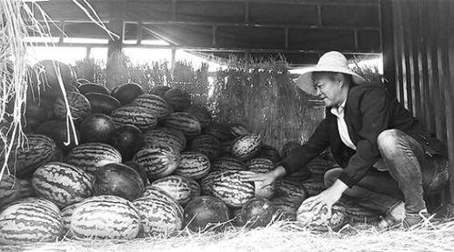 鞍山吃瓜群众事件视频,一场网络视频引发的全民热议