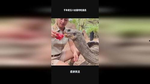 老王八吃瓜视频下载免费,免费下载背后的秘密