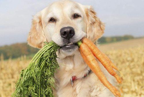 洋瓜狗狗可以吃嘛视频大全,视频大全解析