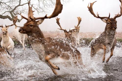 一只公鹿吃瓜视频,大自然的趣味瞬间