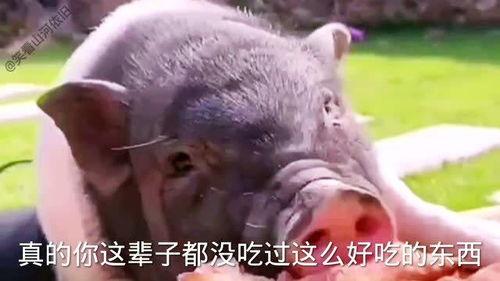 带你吃瓜搞笑视频美人鱼,带你笑翻吃瓜现场，揭秘幕后搞笑瞬间