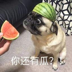 吃瓜表情包声音视频大全,趣味横生的网络文化盛宴