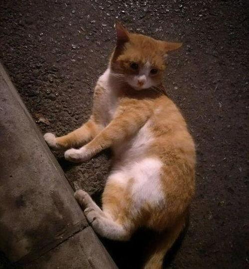 橘猫吃瓜完整视频,太治愈了！