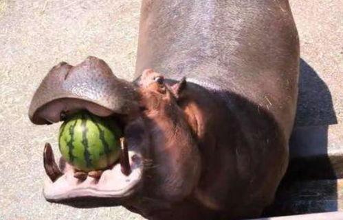 大妈吃瓜像河马视频,宛如河马般憨态可掬