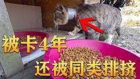 双井吃瓜视频,揭秘网络热传视频背后的故事