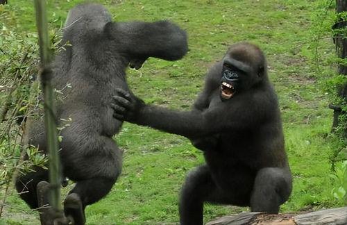 吃瓜变大猩猩的视频下载,揭秘视频中的神奇大猩猩奇遇