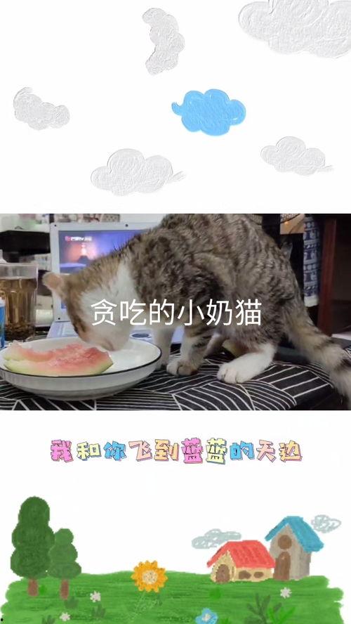 吃瓜视频小奶猫,吃瓜视频圈粉无数