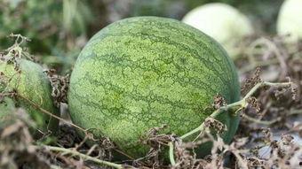 兰州最近吃瓜事件视频