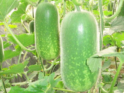 儋州吃瓜大赛事件视频,一场全民参与的夏日狂欢盛宴