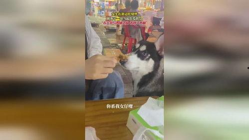 狗吃瓜的视频八卦,狗狗吃瓜视频走红网络，揭秘宠物界的趣味生活